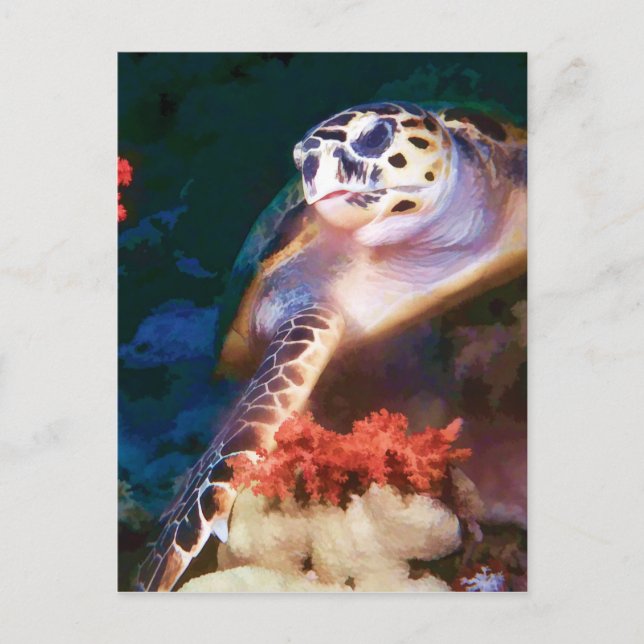 Turtle Postcard (Front)