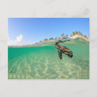 Turtle Postcard