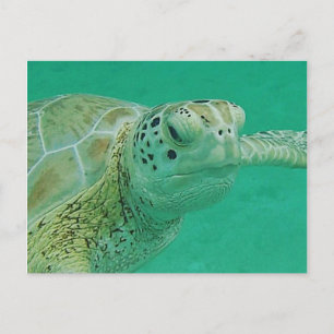 Turtle Postcard