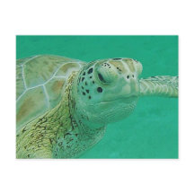 Turtle Postcard