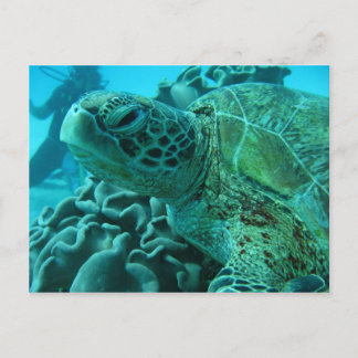 Turtle Postcard