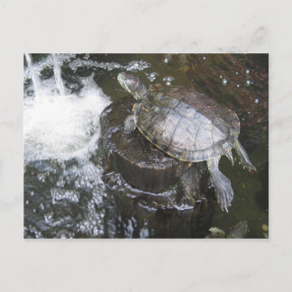Turtle Postcard