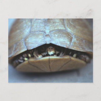 Turtle Postcard - Vintage Photo