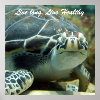 Turtle Poster