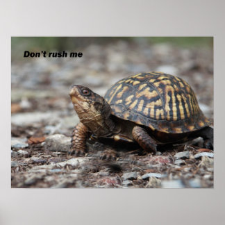Turtle Poster