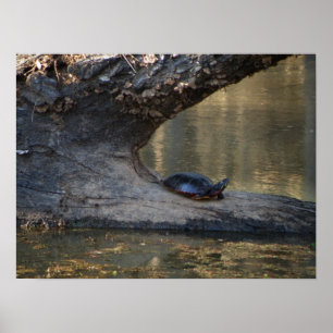 Turtle Poster