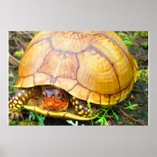 Turtle Poster
