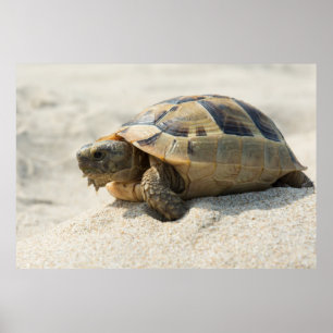 Turtle Poster