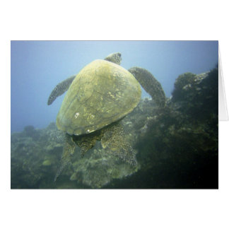 Turtle Pu'u Olai
