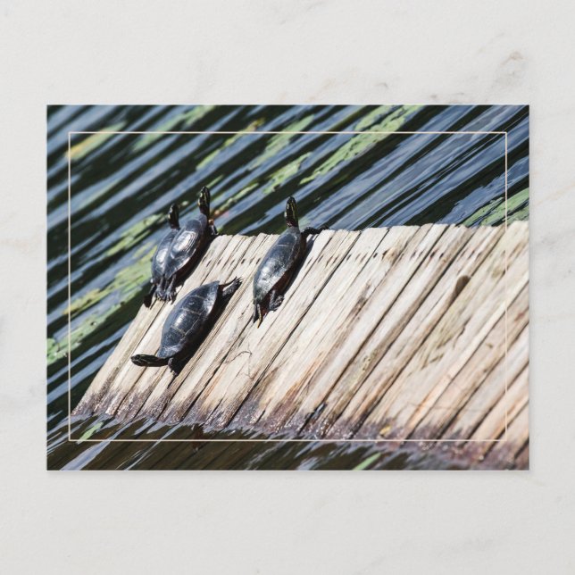 Turtle Rest Stop Postcard (Front)