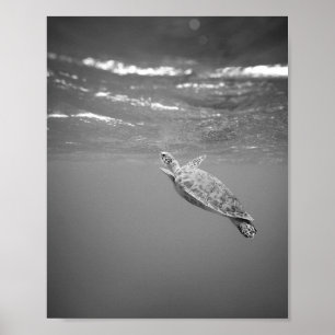 Turtle Sea Life Black and White Poster