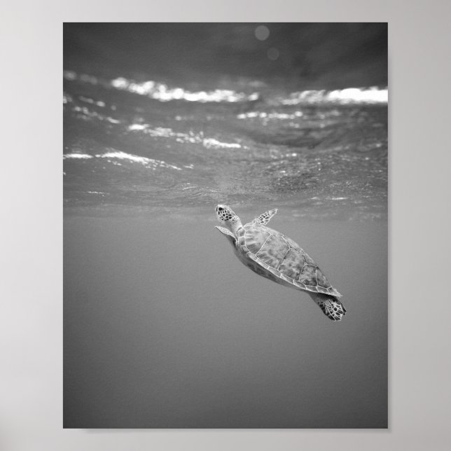 Turtle Sea Life Black and White Poster (Front)
