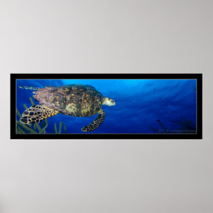 Turtle Seascape Poster