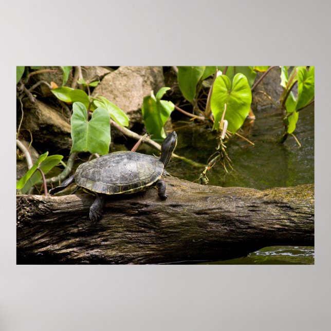 Turtle Sitting on a Log Poster (Front)