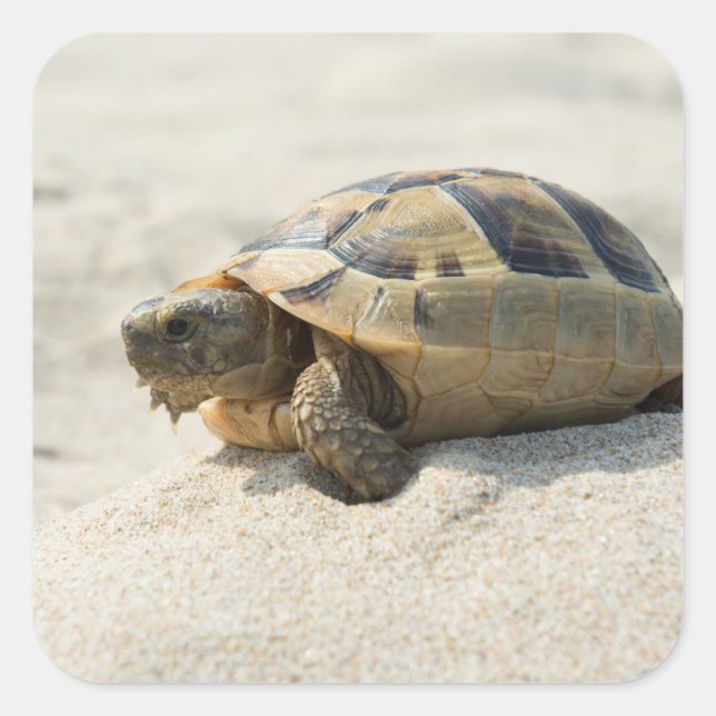 Turtle Square Sticker (Front)