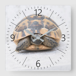 Turtle Square Wall Clock