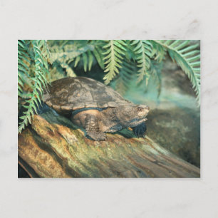 Turtle Sunning on a Log Postcard