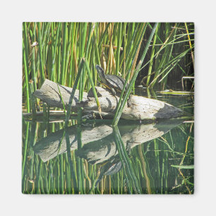 Turtle Sunning on Log with Reflection Photograph Magnet
