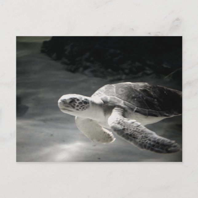 Turtle tank Greetings Postcard (Front)