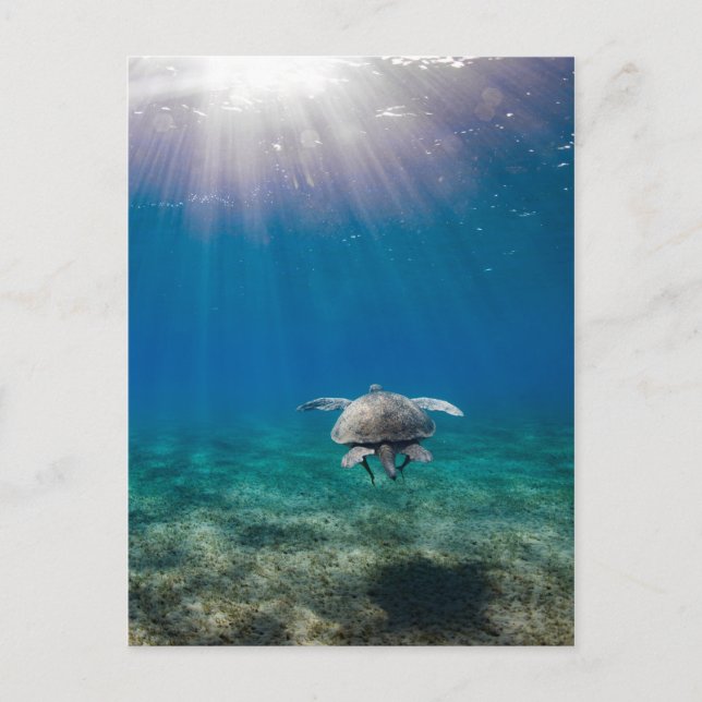 Turtle underwater scene travel postcard (Front)