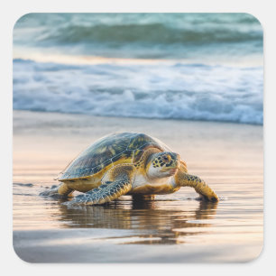 Turtle Walking On Wet Beach Sand Square Sticker
