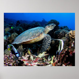 Turtle with Fish Poster