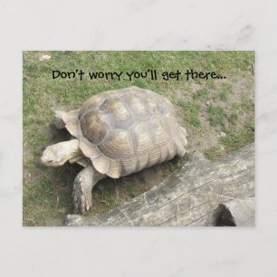 Turtle with Saying Postcard