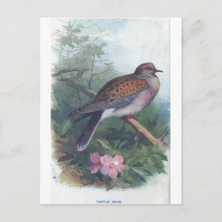 turtledove postcard