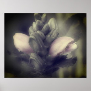 Turtlehead Flower In Partial Color Poster