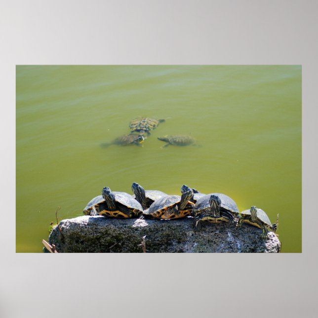 turtlerock poster (Front)