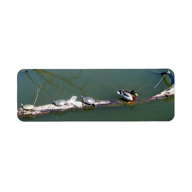 Turtles and Duck (Front)