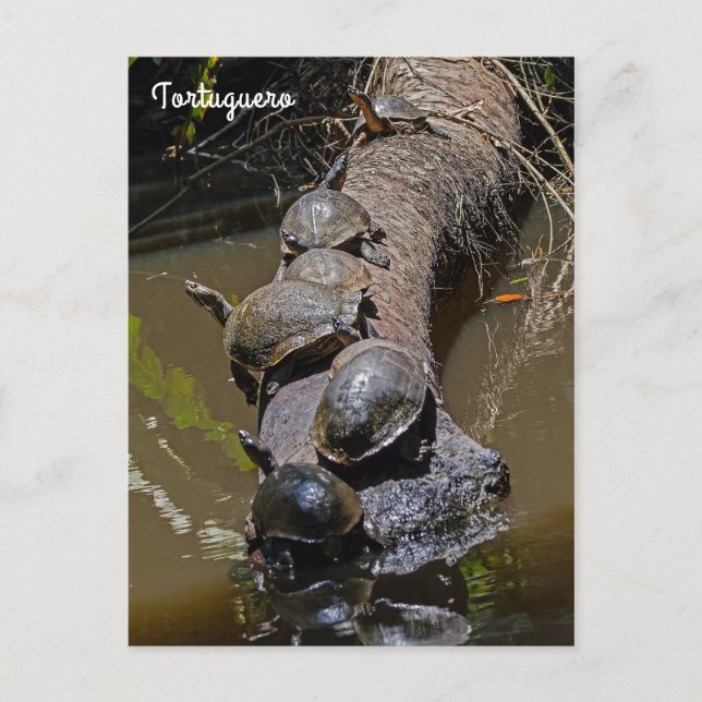 Turtles at Tortuguero National Park - Costa Rica Postcard (Front)