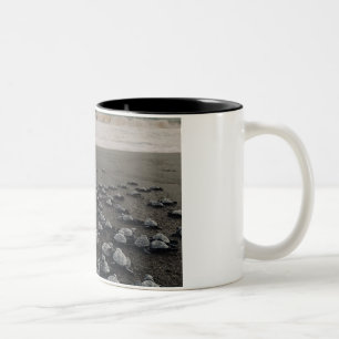 Turtles Coffee Mug