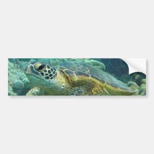 Turtles in Hawaii Bumper Sticker