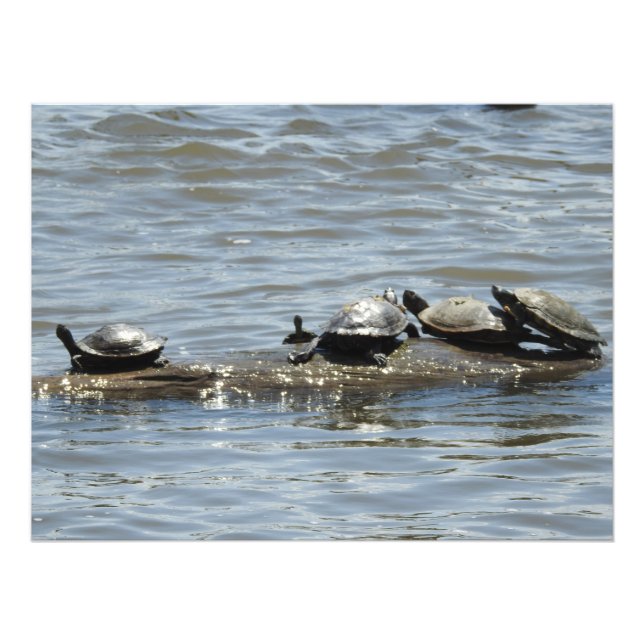 Turtles on a Log on the Mississippi River Photo Print (Front)