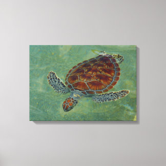 Turtles on Canvas