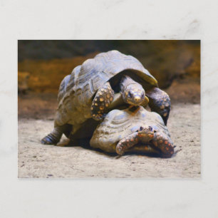 Turtles Postcard