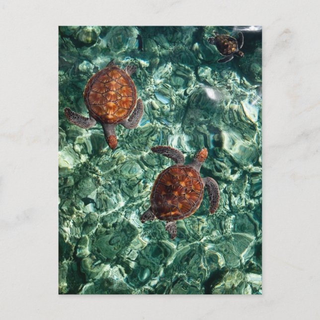 Turtles Postcard (Front)