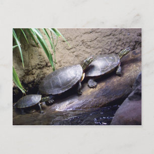 Turtles Postcard