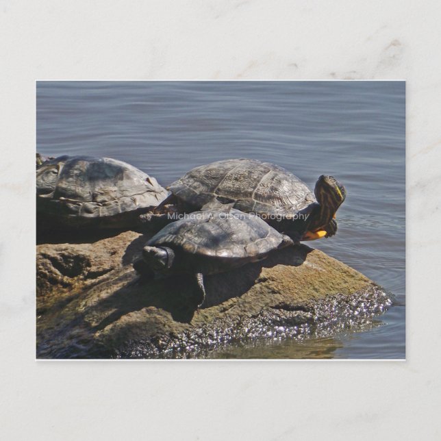 turtles postcard (Front)