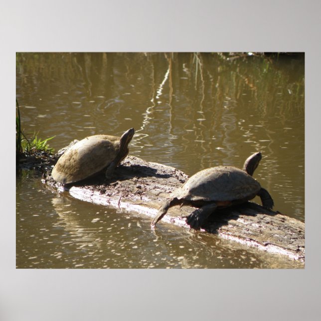 Turtles Poster (Front)