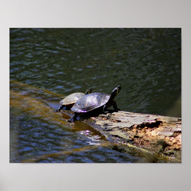 Turtles Poster (Front)