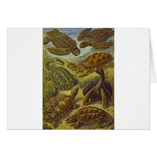Turtles Scientific Print Card
