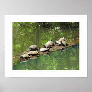 Turtles Sunning Themselves Poster