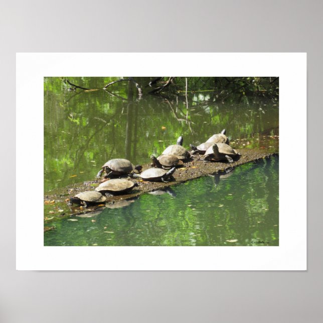 Turtles Sunning Themselves Poster (Front)