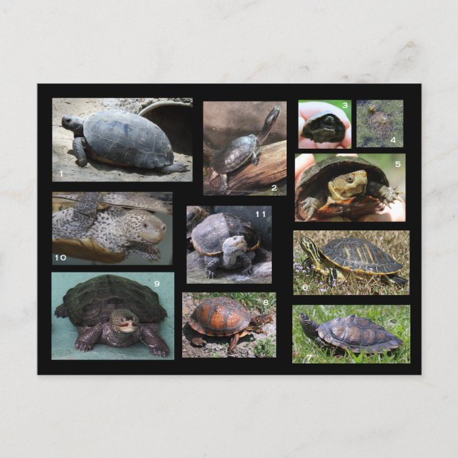 Turtles , Terrapins and Torts of SC Postcard (Front)