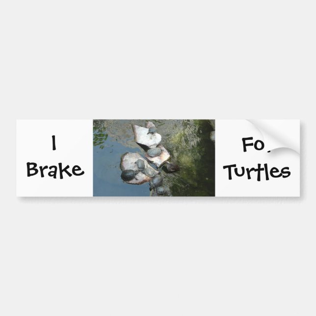 Turtles/Tortoises Bumper Sticker (Front)