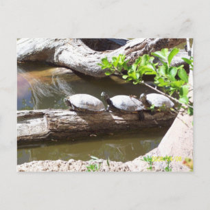 TURTLES, TURTLES, TURTLES!!! POSTCARD