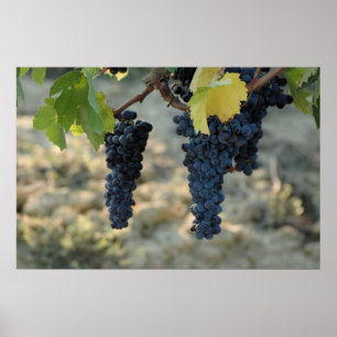 Tuscan Grapes Poster