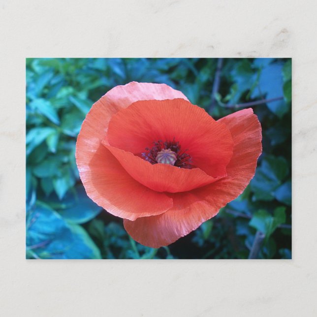 Tuscan red poppy. postcard (Front)